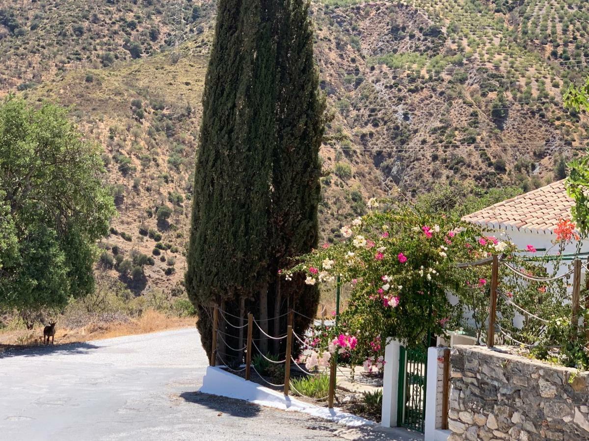 منزل الضيف إل شورو  في Casa Anita - La Almona Chica المظهر الخارجي الصورة